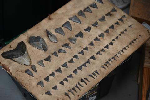 Gregg Shark teeth collection
