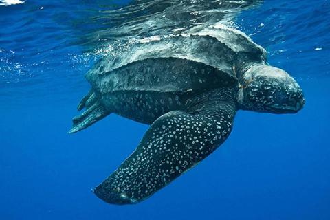 leatherback-sea-turtle