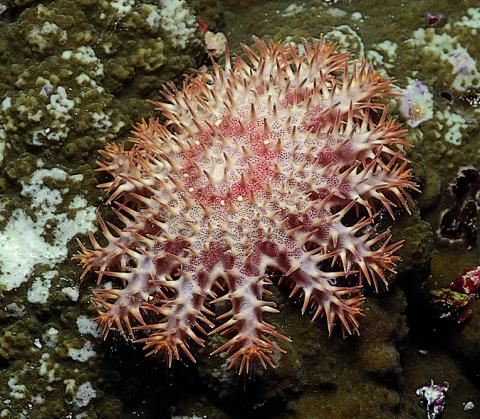Crown of Thorns