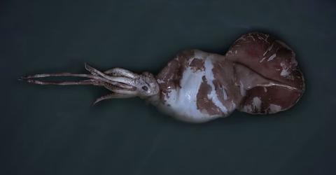 colossal-squid-