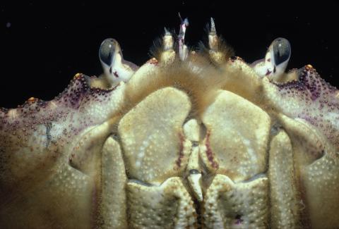 Closeup of Crab