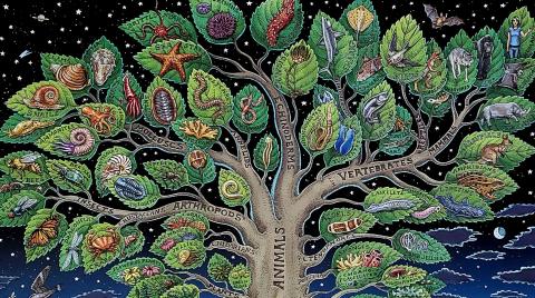 Top of the Tree of Life with Species