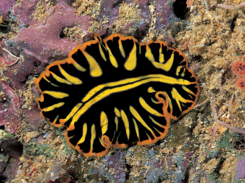 Black and yellow flatworm