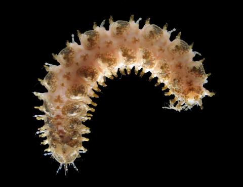 scaleworm