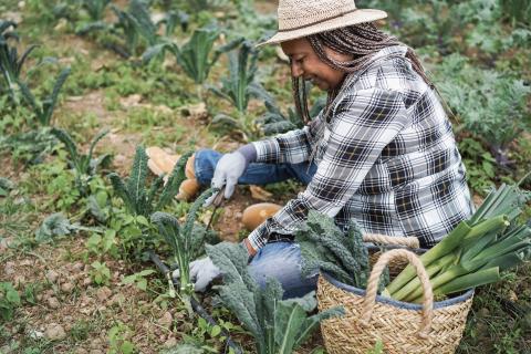 urban farmer