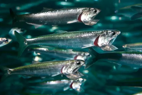 Anchovies