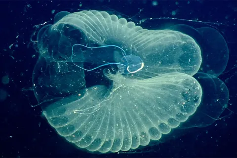  Appendicularian: giant larvacean. 