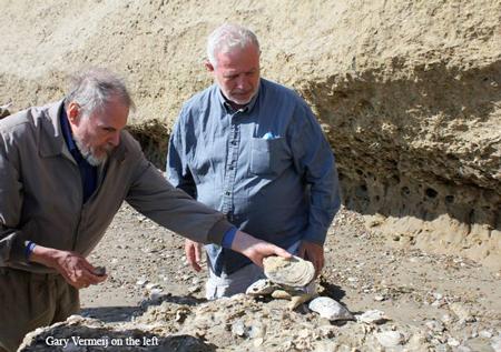 Geerat Vermeij UC Davis, Distinguished Professor, Earth And Planetary ...