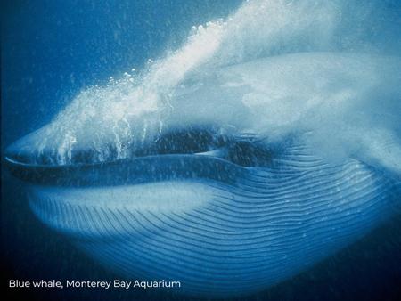 Humpback Whale Eating Krill