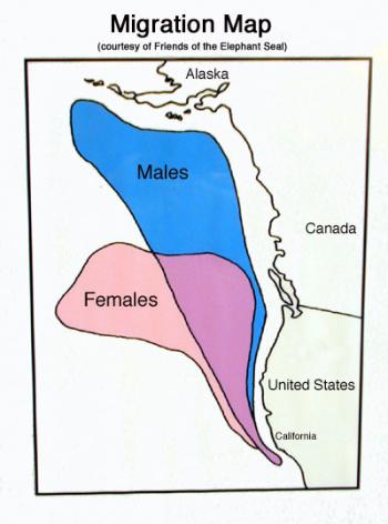 Map of seal migrations on Pacific Coast