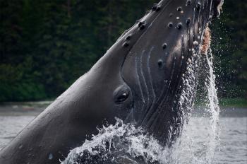 Humpback Feeding