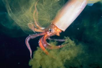 squid ink