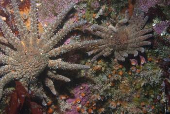 sunflower star