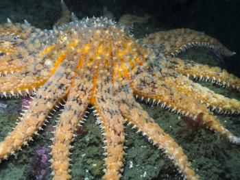 Sunflower Starfish