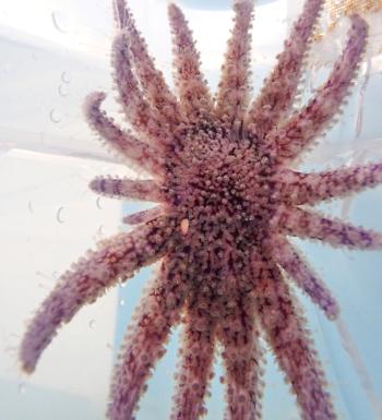 Young Pynopodia