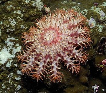 Crown of Thorns
