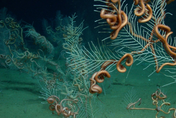 Deep Brittle Star