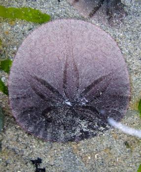 Sand Dollars on the Beach and in the Water - Bay Nature