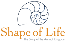 Shape of Life Nautilus logo