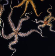 brittlestars