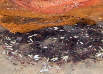Dead sealife from algal bloom