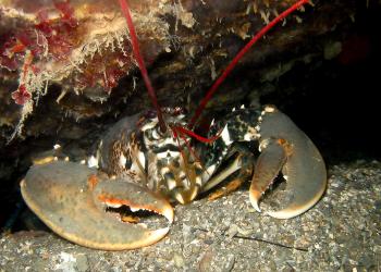 Crustacean under rock
