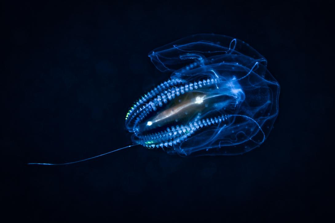 comb jelly