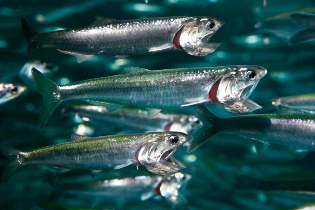 northern anchovies