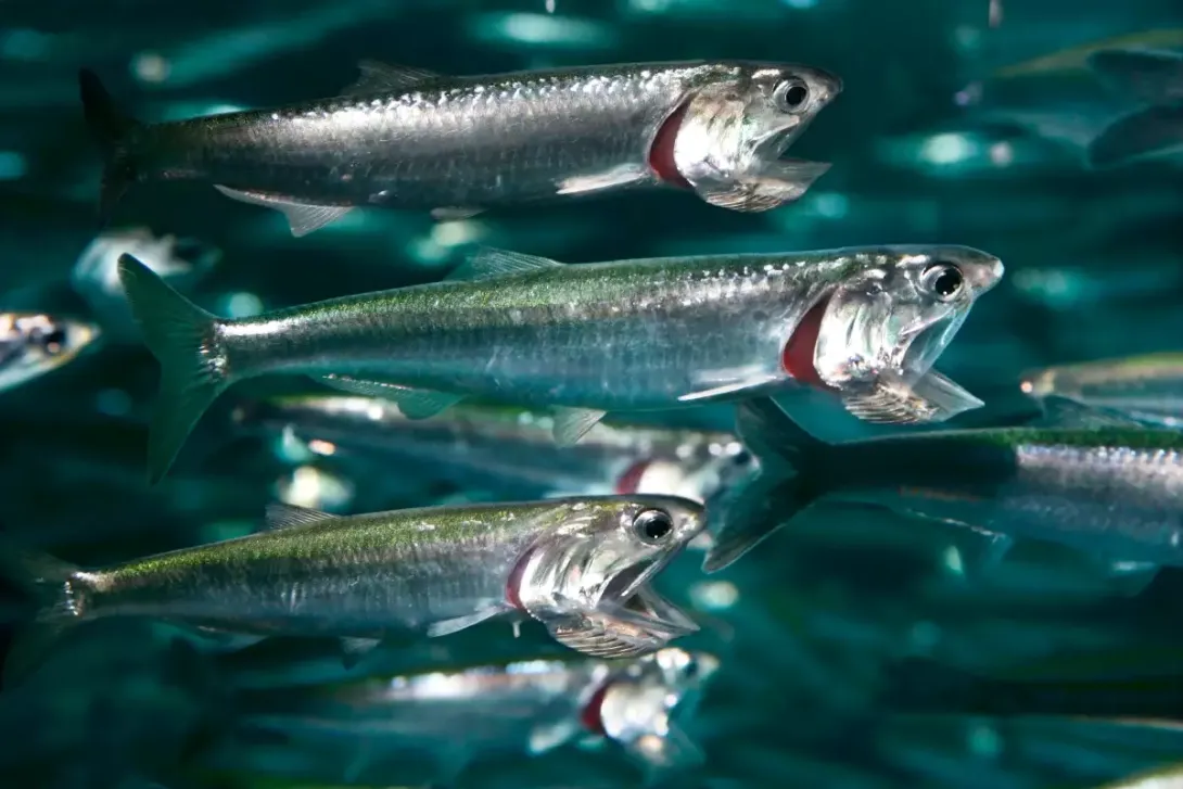 Anchovies