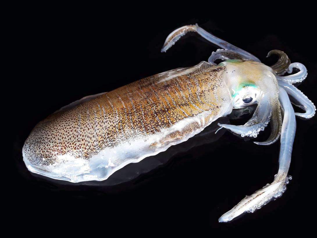 Big Fin Squid 