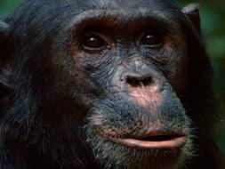 Image of Chimpanzee